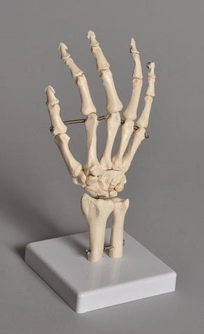 HUMAN HAND MODEL | UNI1-HUHN01