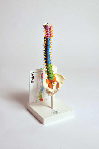 HUMAN SMALL SPINE MODEL WITH FOLD-OUT GUIDE | UNI1-MASPN1