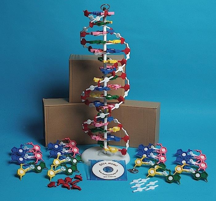 DNA MODEL KIT WITH FOUR MODELS AND CD | UNI1-DNAM01-K4