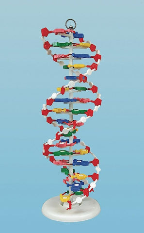 DNA MODEL, PRE-ASSEMBLED | UNI1-DNAM01