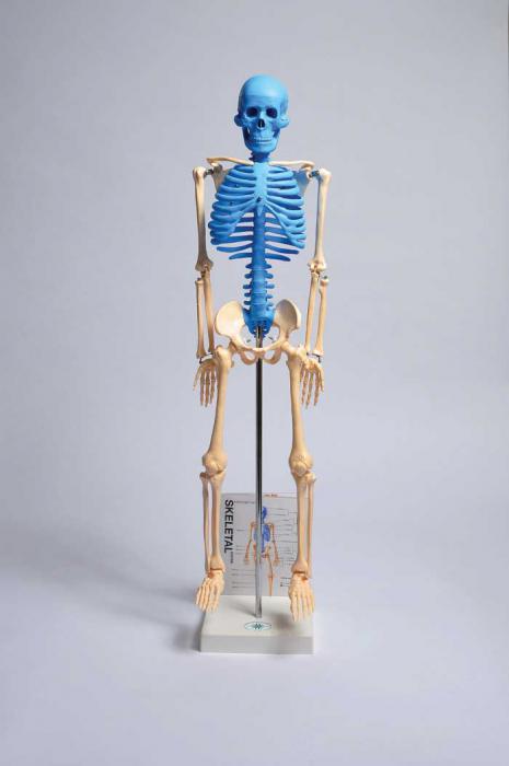 HUMAN SKELETON MODEL WITH FOLD-OUT GUIDE | UNI1-MASKE1