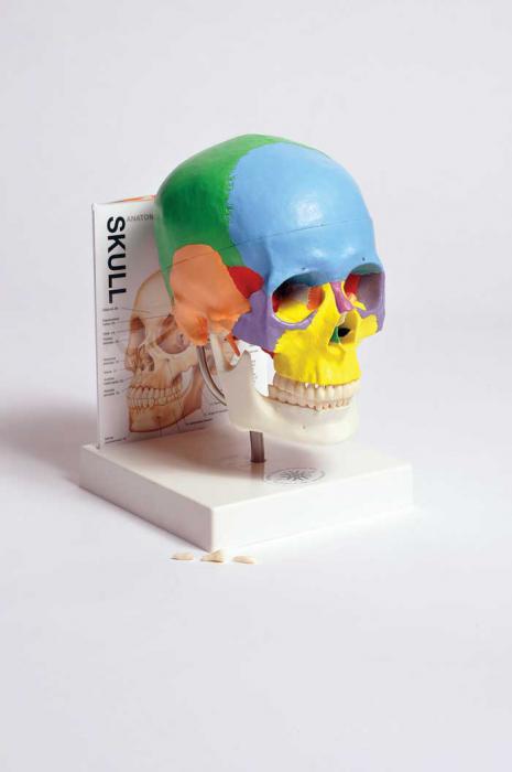 HUMAN SKULL MODEL WITH FOLD-OUT GUIDE | UNI1-MASKU1